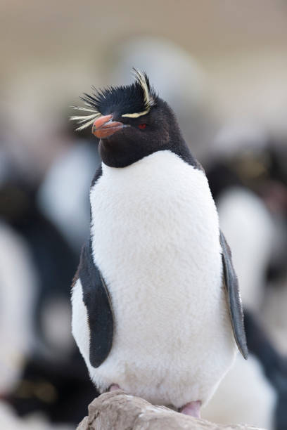 istock Rockhopper Penguin Leaning Right on the Falkland Islands 645802490