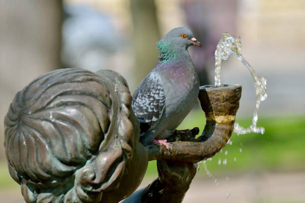 istock The pigeon is sitting on the fountain. 645802968