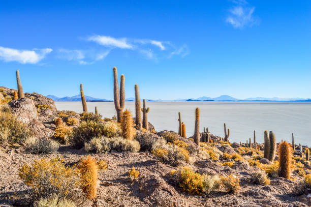 Isla del Pescado, Isla de los Pescadores or Cujiri is a hilly and rocky outcrop of land in the middle of Salar de Uyuni – a salt flat situated in the Daniel Campos Province, Tahua Municipality, Caquena Canton, Bolivia.