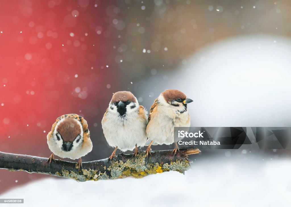 funny birds funny arguing in a Park during a snowfall birds sitting on a branch in the snow in Park at winter Bird Stock Photo