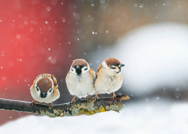 funny birds funny arguing in a Park during a snowfall birds sitting on a branch in the snow in Park at winter sparrow photos stock pictures, royalty-free photos & images