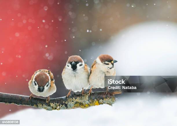 Funny Birds Funny Arguing In A Park During A Snowfall Stock Photo - Download Image Now