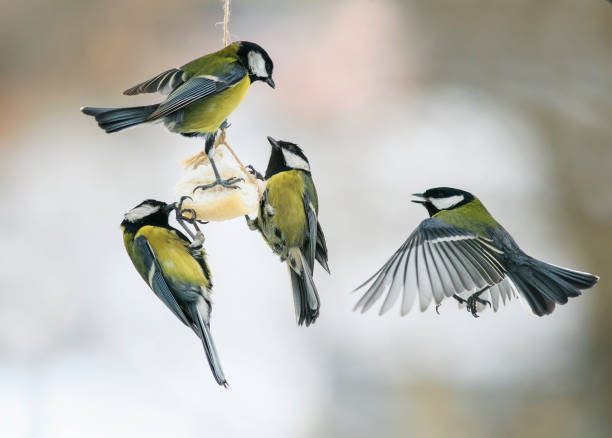 https://media.istockphoto.com/id/645808258/photo/hungry-birds-tits-on-the-bird-feeder-eating-fat.jpg?s=612x612&w=0&k=20&c=cx0Bp38-jFy3lan0Sjzs_CgIgHNOQRLzeCM20nb7XLw=