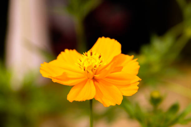 Cosmos sulphureus flower isolated