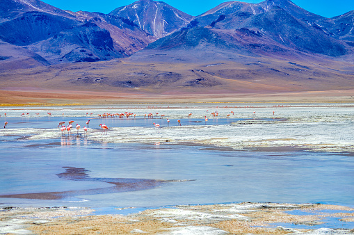 Flamingoes in lagoon at the Salar de Uyuni in Bolivia