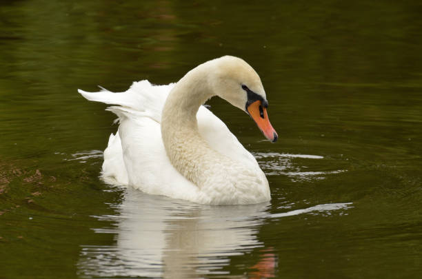 istock A lone Swan swims. 645813928