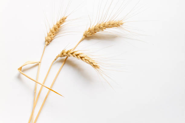 istock Hard wheat on white cardboard, close up 645814526