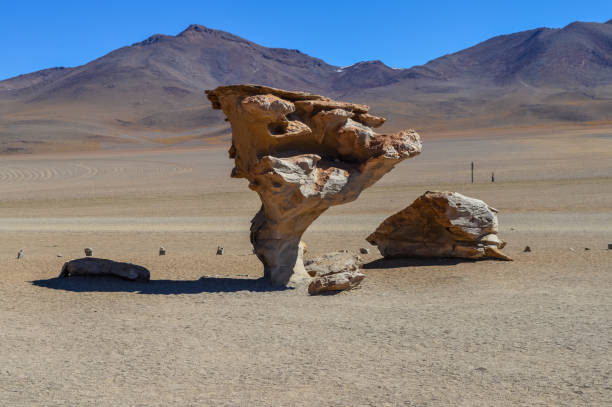 chile de árbol de piedra o de árbol en el altiplano, bolivia - bizarre landscape sand blowing fotografías e imágenes de stock