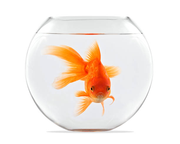 istock Goldfish floating in glass sphere and on a white background 645818380