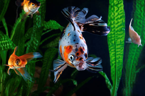 istock Goldfish, aquarium, a group of fish 645818764