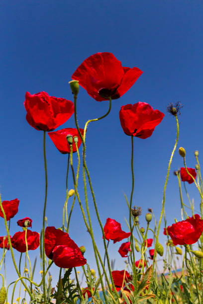 istock Red poppies against the blue sky 645821892