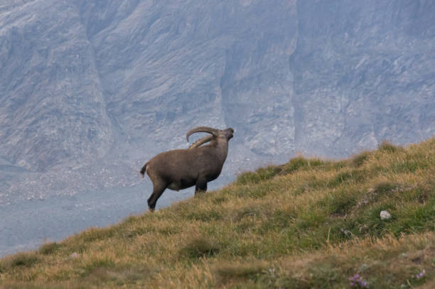 istock Alone wild goat in the Alps 645822152