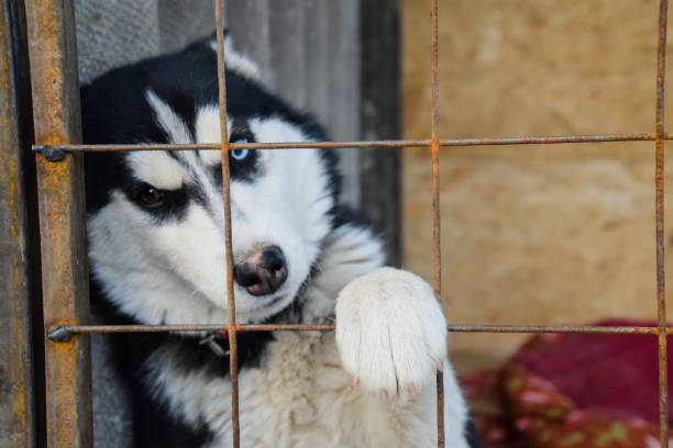 istock Husky Dog with different eyes. Black and white husky. Brown and blue eyes 645829724