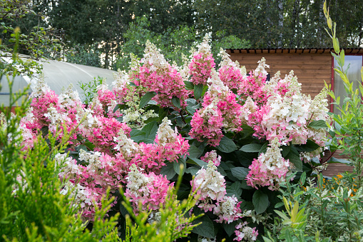hydrangea bush with large pink caps of flowers