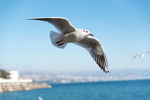 Color image of a flying seagull in the blue sky