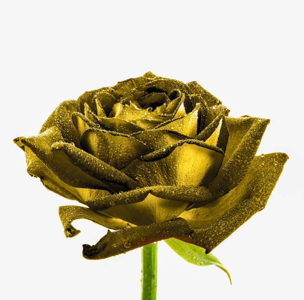 istock Surreal dark chrome wet gold rose macro isolated on white 645834108
