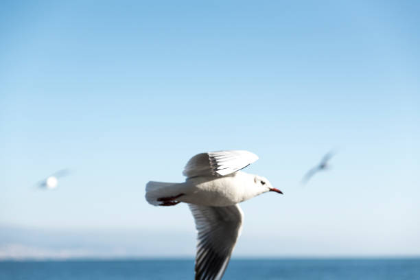 Color image of a flying seagull in the blue sky
