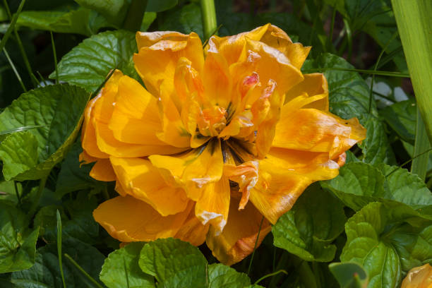 istock Yellow Tulip flower ( trollius ) 645837448