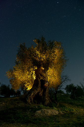 ancient olive tree at night with stairs