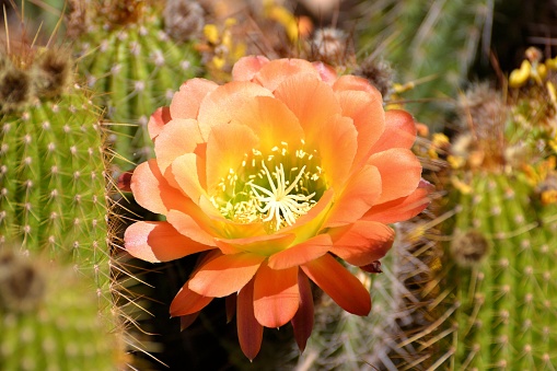 large torch cactus flower, light orange, spring
