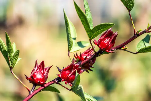 Roselle may refer to Roselle (plant), a species of hibiscus (Hibiscus sabdariffa) A drink made from that plant, also called "Hibiscus tea"