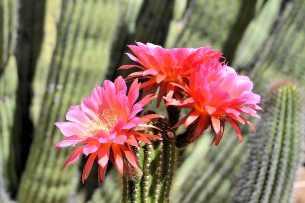 istock Pink Torch Cactus Flowers 645845188