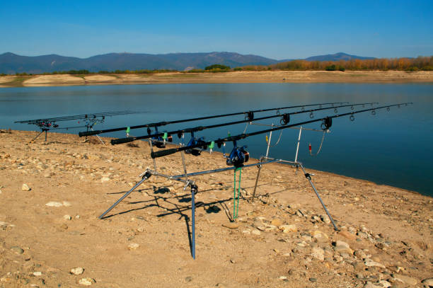 Carp fishing. Two angling scene. Looking along three carp rods towards a pond. Carp fishing. Rods on a rod pod with the swingers attached ready to catch some fish monster. burton sussex stock pictures, royalty-free photos & images