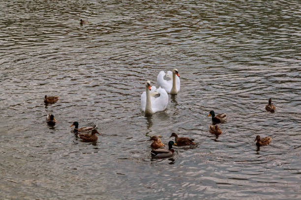 Family of Swans with Cygnets on a Lake Family of Swans with Cygnets on a Lake springfield new jersey stock pictures, royalty-free photos & images