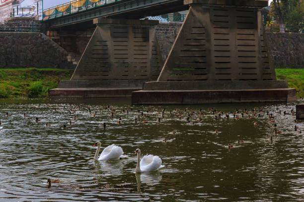 istock Two swans swimming up a tranquil river together in autumn 645854434