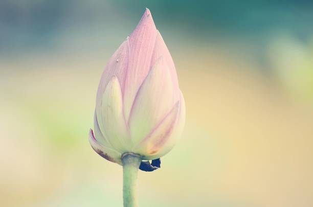 the blooming lotus flowers in closeup