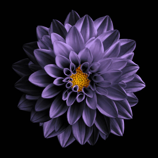 istock Surreal dark chrome retro violet flower dahlia macro isolated 645864416