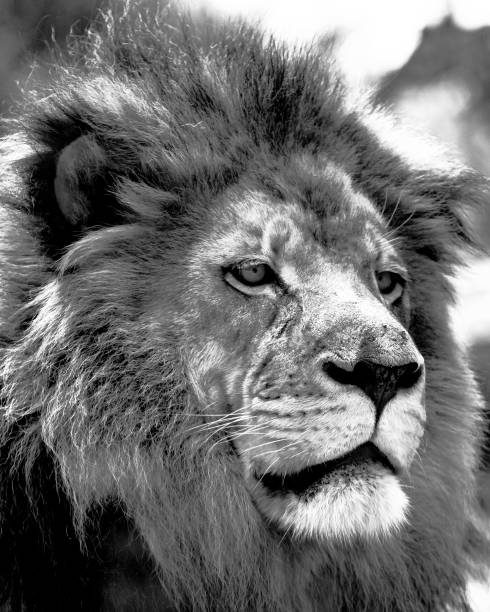 istock Male African lion face close up 645866744