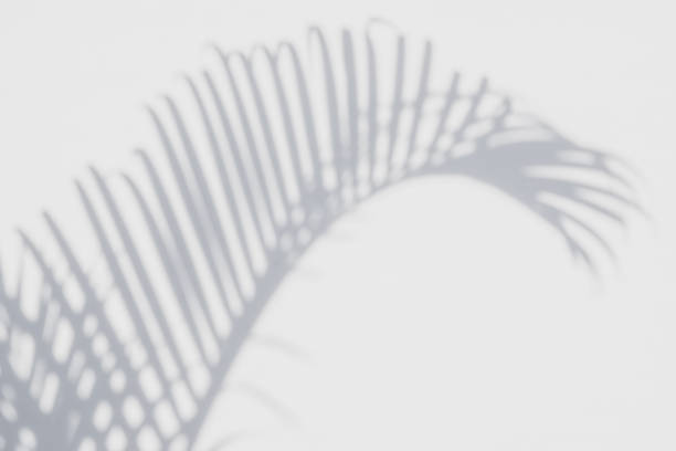 istock shadows palm leaves on a white wall 645871904