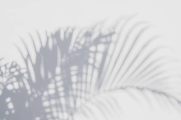 istock shadows palm leaves on a white wall 645871912