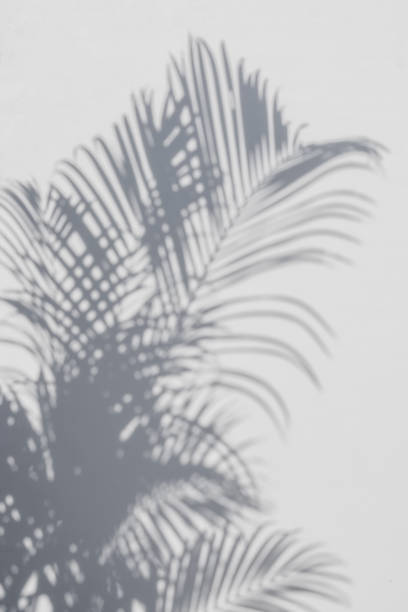 istock shadows palm leaves on a white wall 645871916