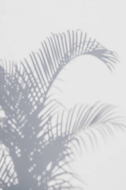 istock shadows palm leaves on a white wall 645871928