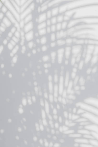 istock shadows palm leaves on a white wall 645871942