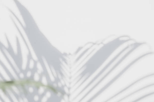 istock shadows palm leaves on a white wall 645871946
