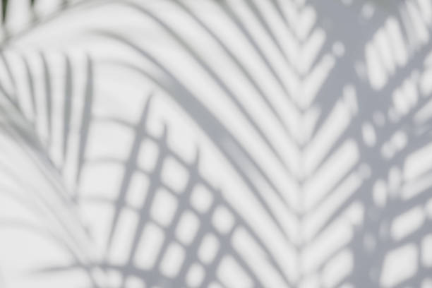 istock shadows palm leaves on a white wall 645871998