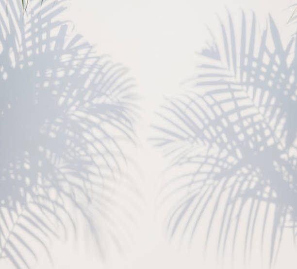 istock shadows palm leaves on a white wall 645872170