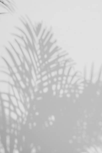 istock shadows palm leaves on a white wall 645872184