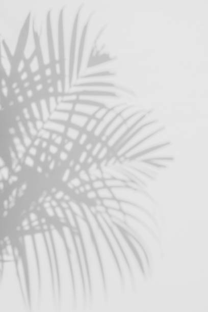istock shadows palm leaves on a white wall 645872208