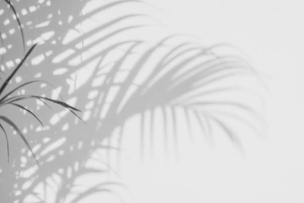 istock shadows palm leaves on a white wall 645872212