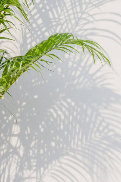istock palm leaves and shadows on a white wall 645872254