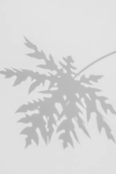 istock shadows papaya leaf on a white wall 645872460