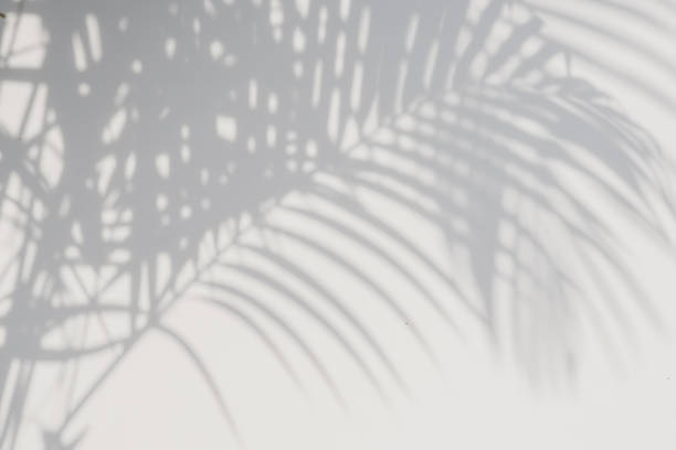 istock shadows palm leaves on a white wall. 645872866