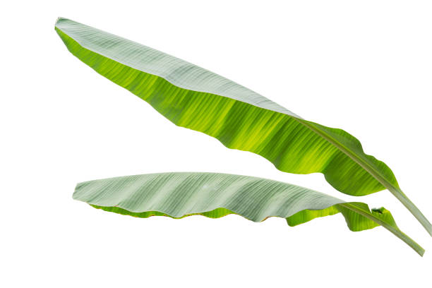 istock banana leaf isolated on white background 645872958