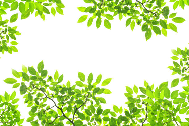 grüne blätter auf weißem hintergrund - beech leaf isolated leaf new stock-fotos und bilder