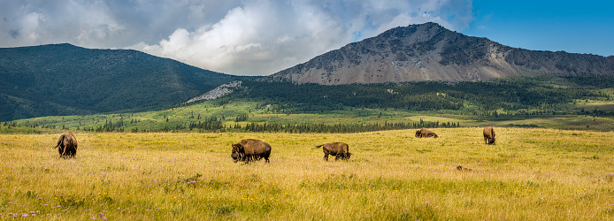 Vista panorámica del búfalo de la pradera y las montañas photo