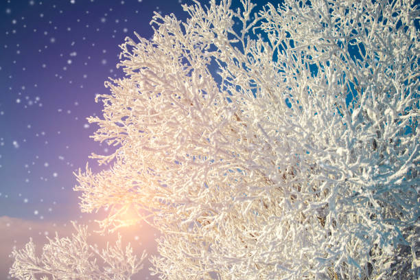 istock Frosty morning, fluffy snow covered the trees 645880976